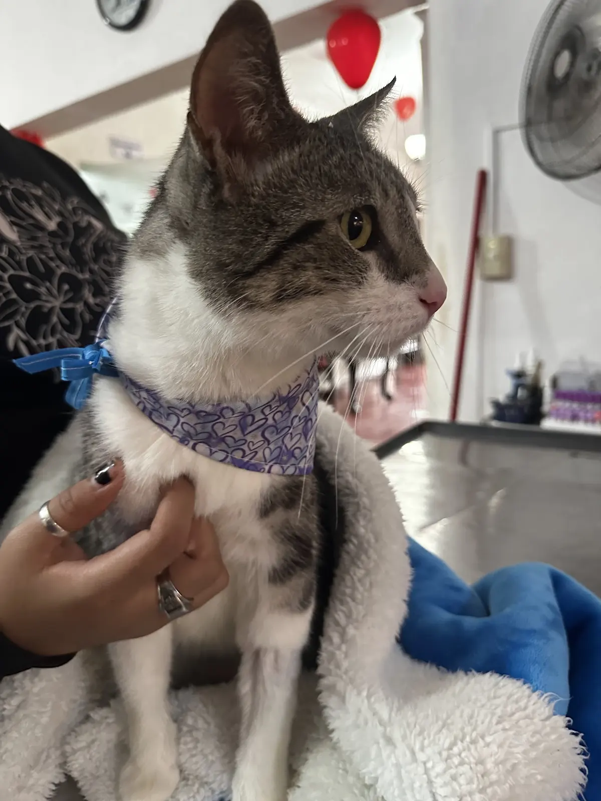San José Clínica Veterinaria — foto 3 de 3