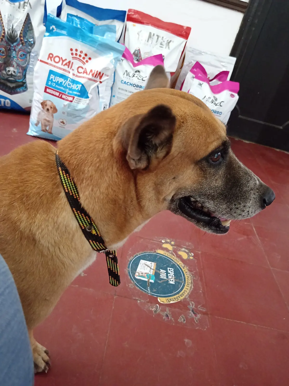 San José Clínica Veterinaria
