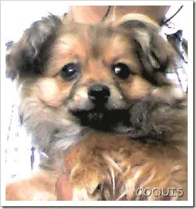 DR. MARTINEZ VETERINARIO — foto 4 de 4