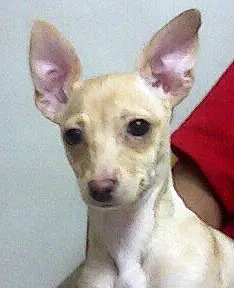 DR. MARTINEZ VETERINARIO — foto 3 de 4