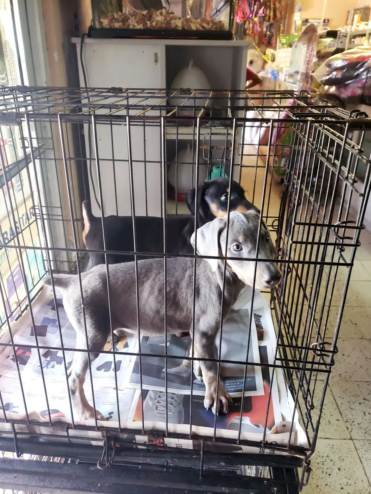 El Pesebre De San Luis Tienda De Mascotas
