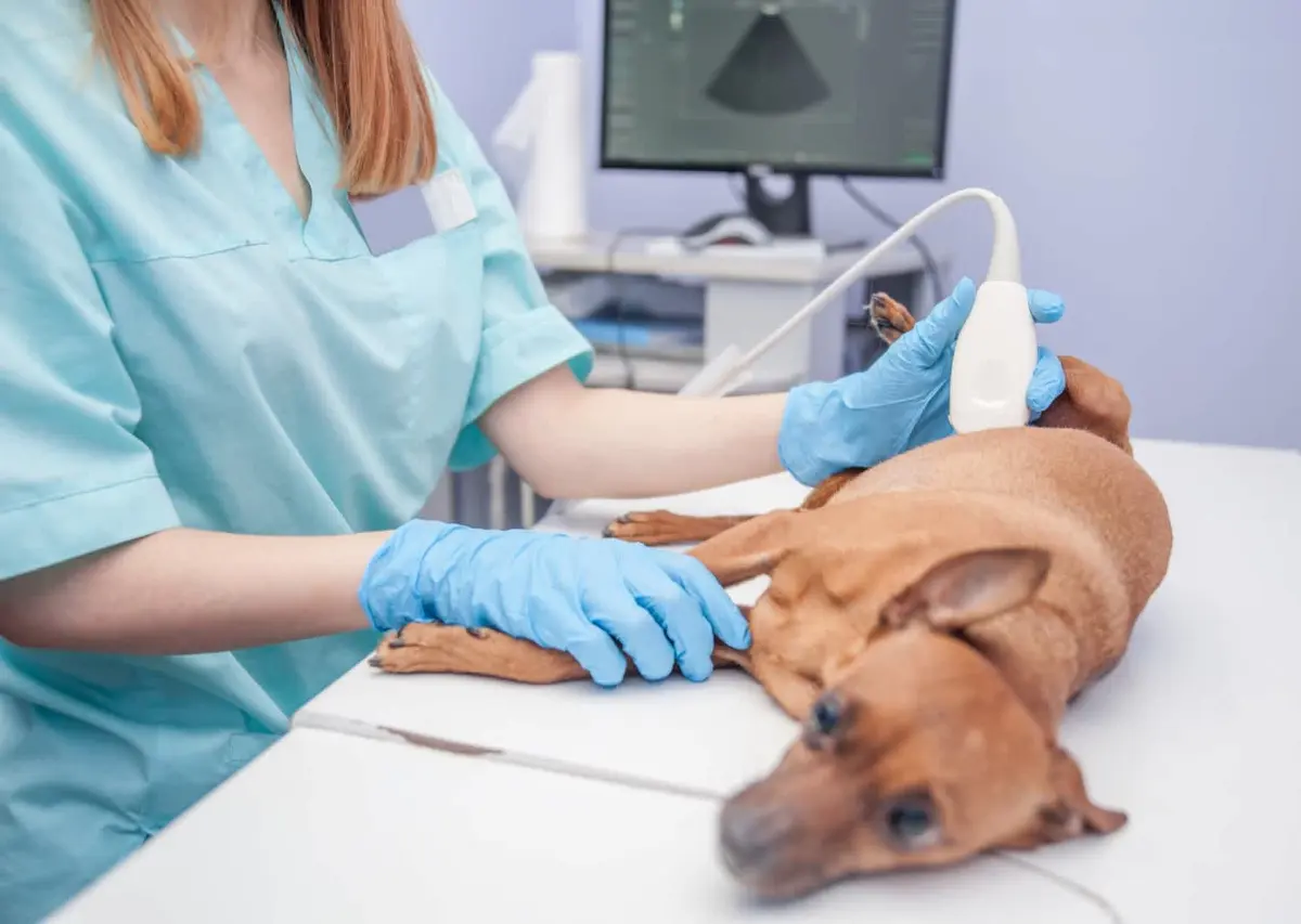Insumo Veterinario