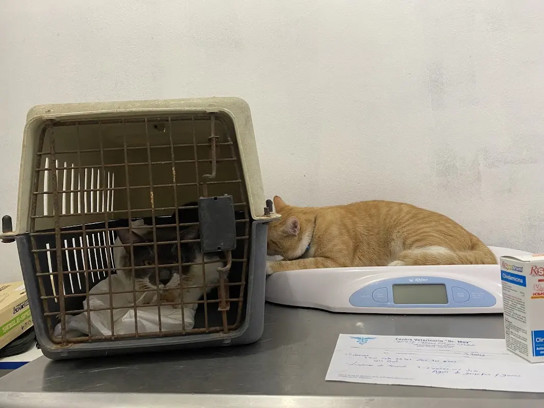 Centro veterinario Dr Moy