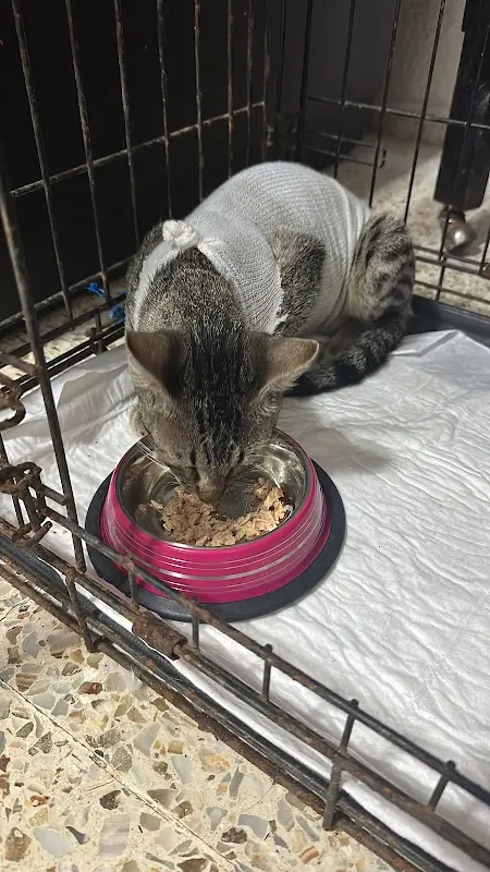 Dogtor Cat