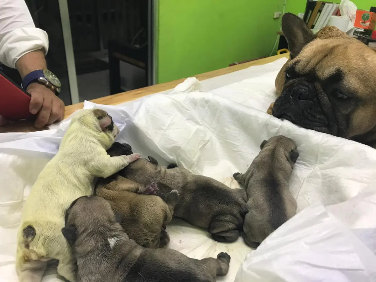 Clínica Veterinaria D' dogtors — foto 3 de 3