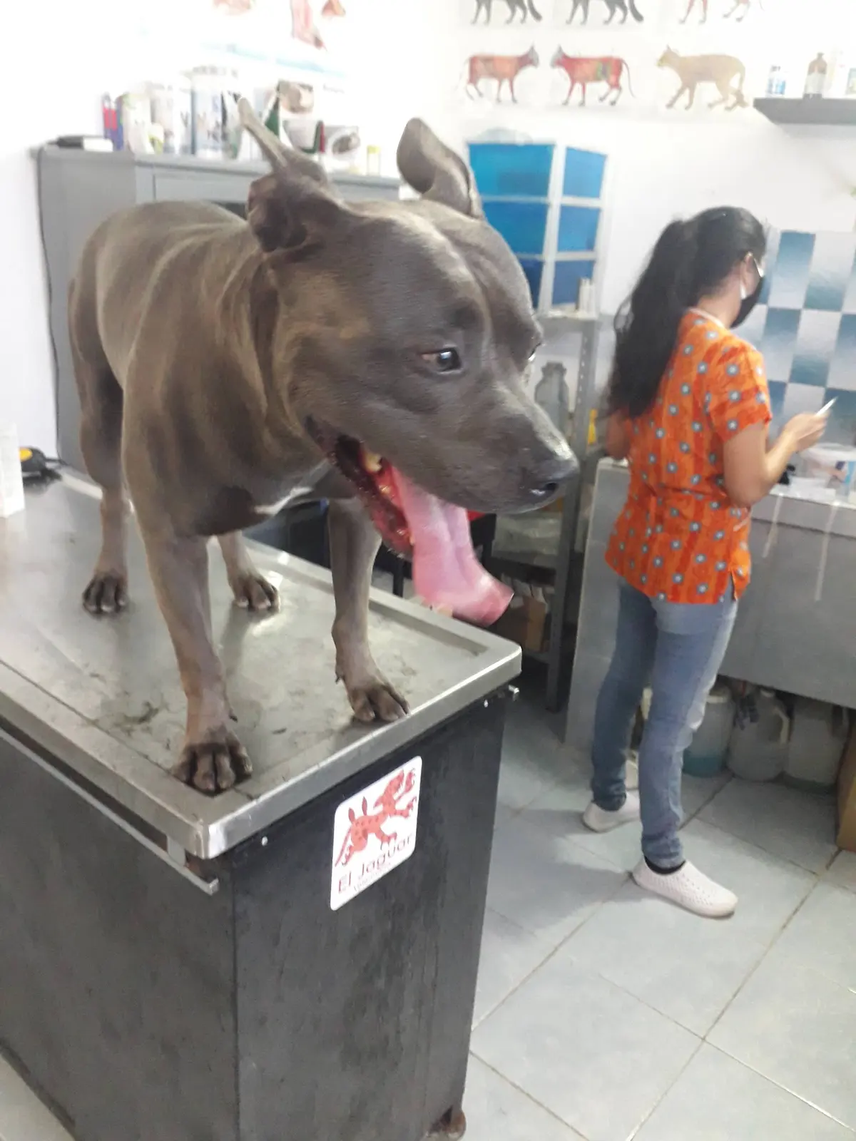 Farmacia y Clinica Veterinaria El Jaguar