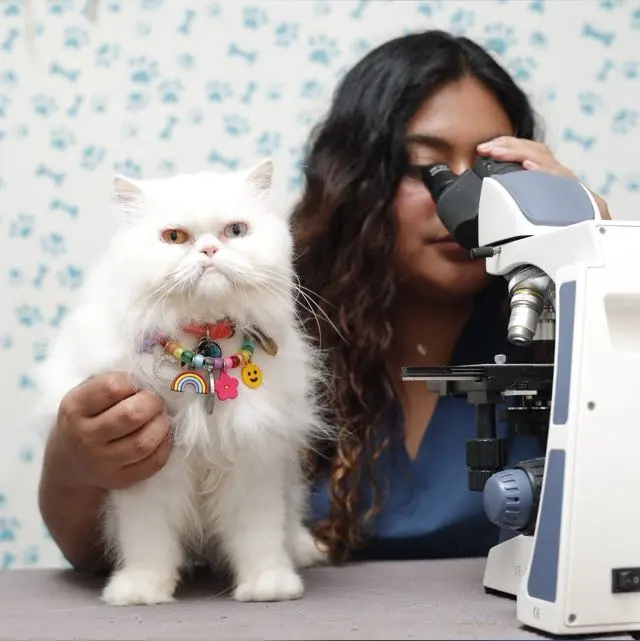 Pet Center Mx - Medicina Felina