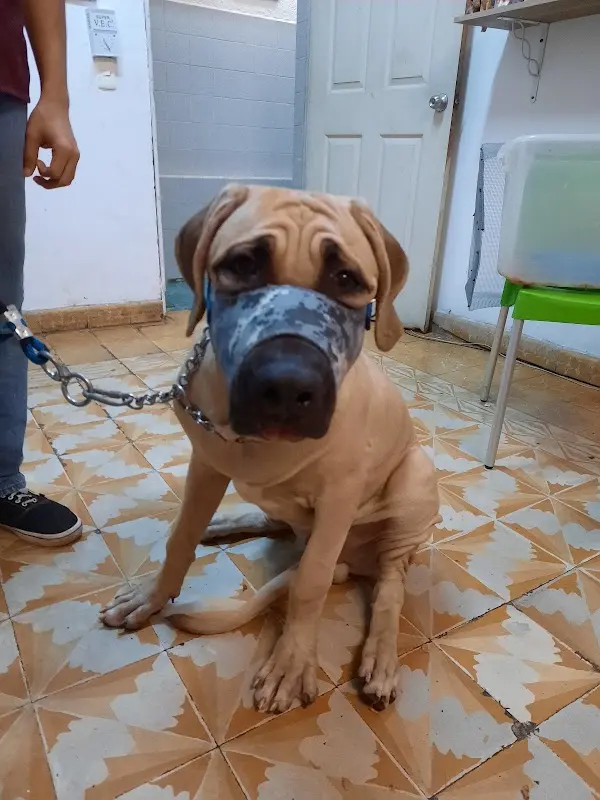 REINO ANIMAL — foto 5 de 5
