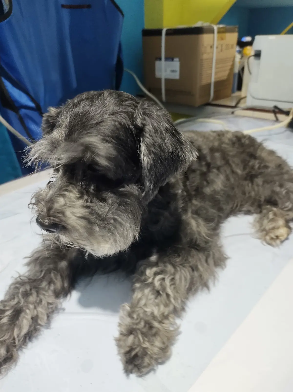 SEVETAB (Servicio Veterinario de Tabasco)