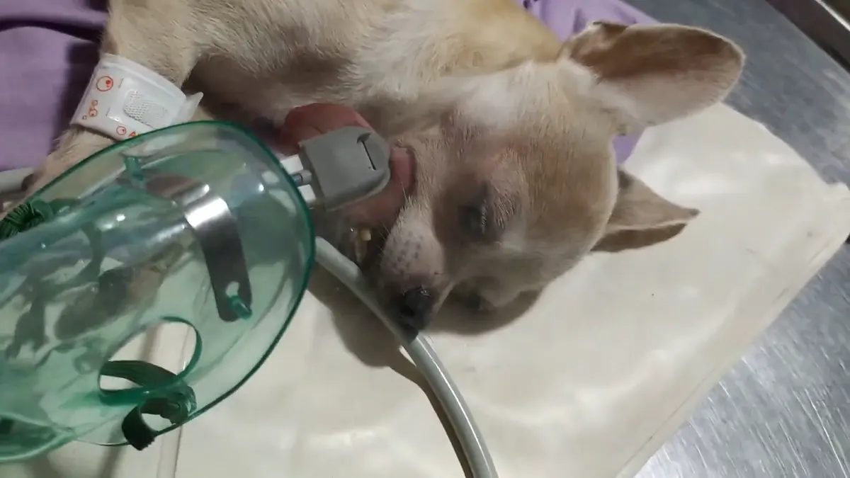 MORALES THOMAS VETERINARIOS