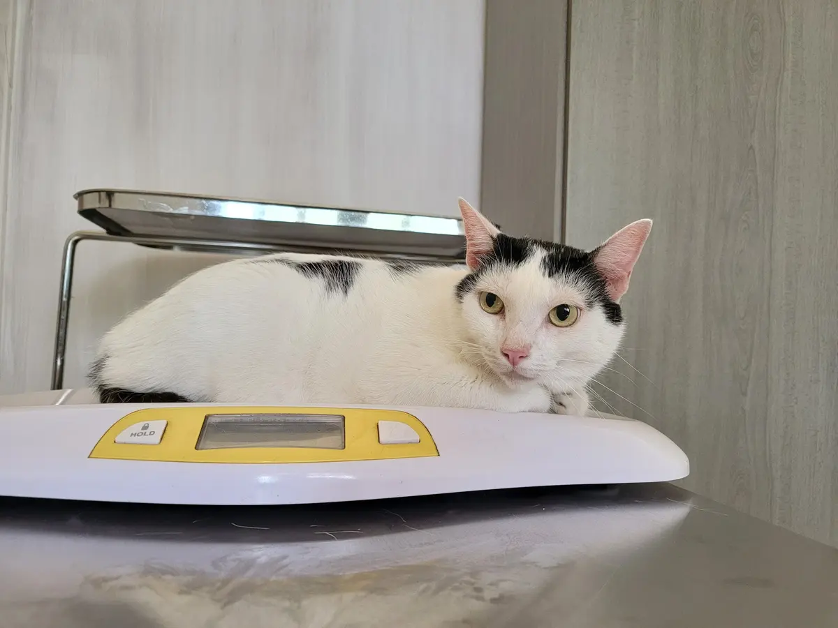 Canvilcat Veterinaria