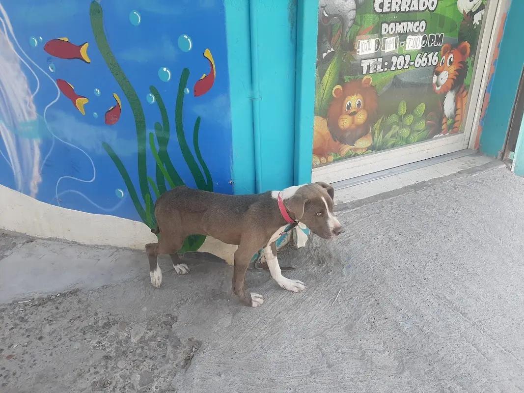 Petstore México — foto 2 de 2