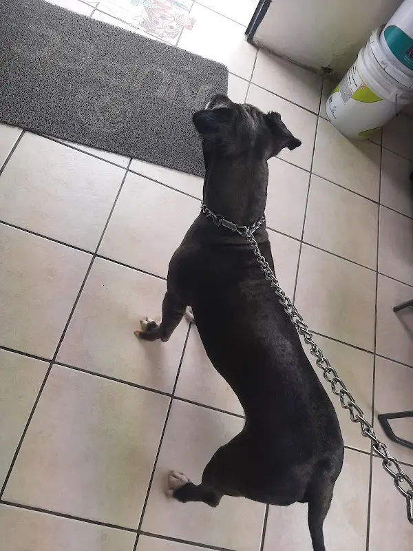 Clínica Veterinaria Castillo