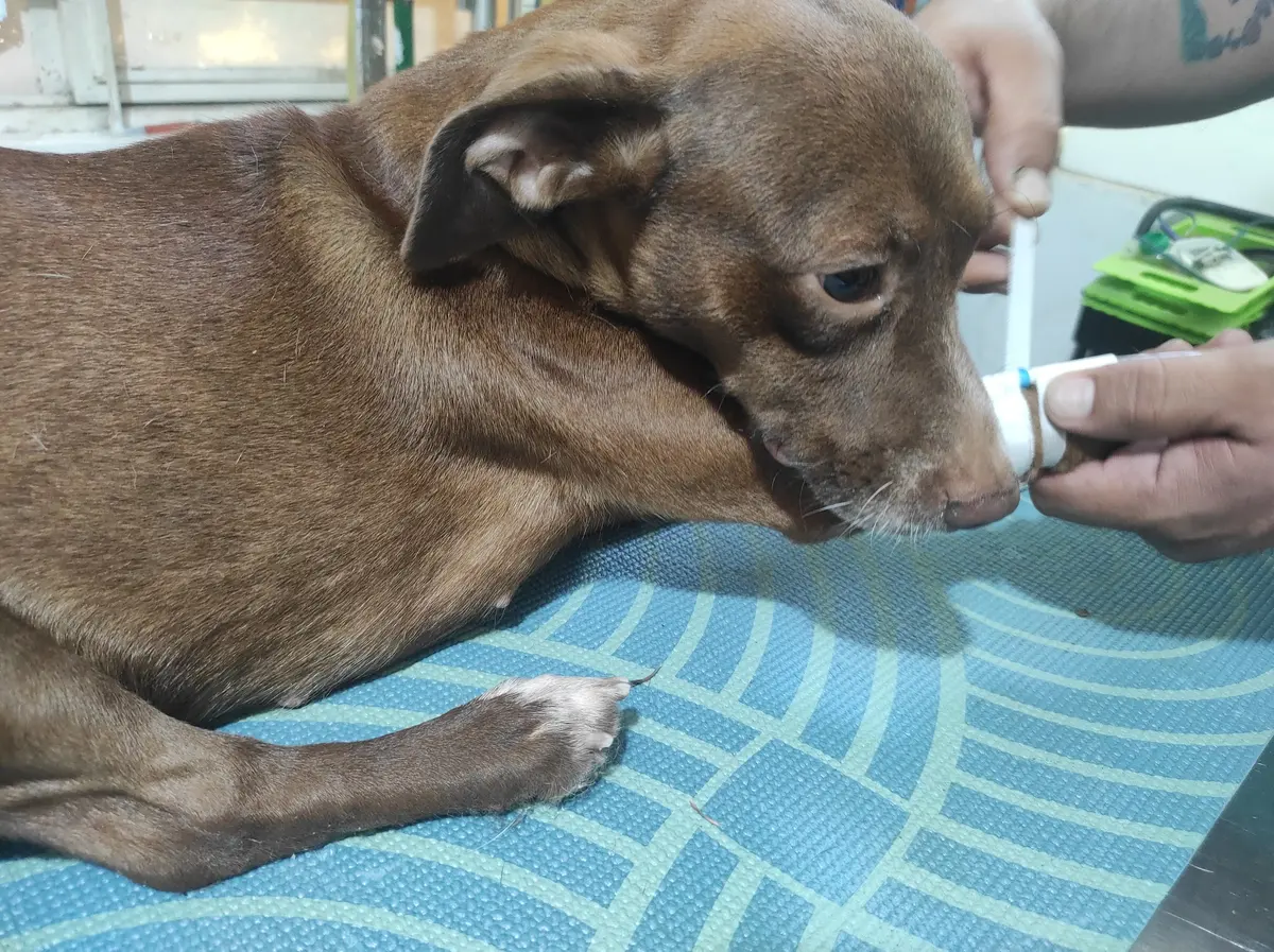 Farmacia y Clinica Veterinaria de Pequeñas Especies
