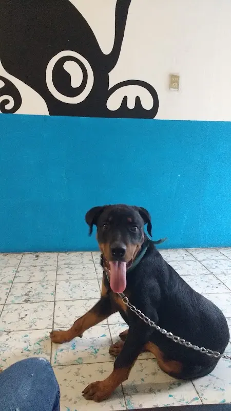 Hospital Veterinario Pets Pro
