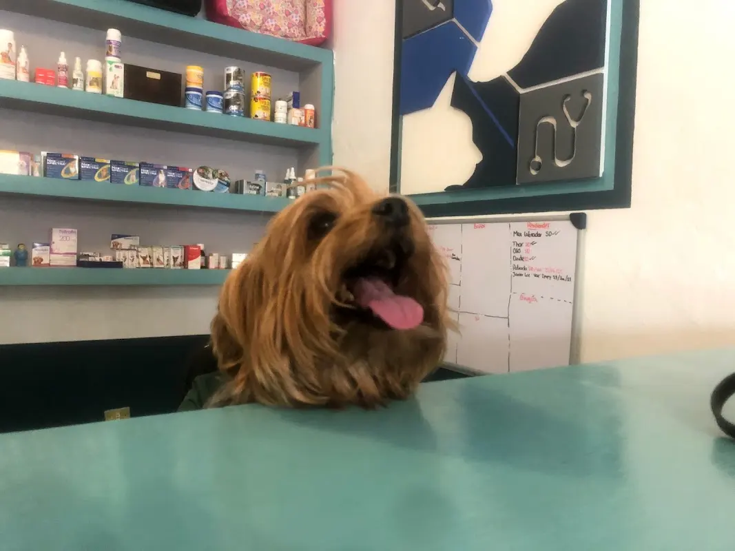 VET Victoria