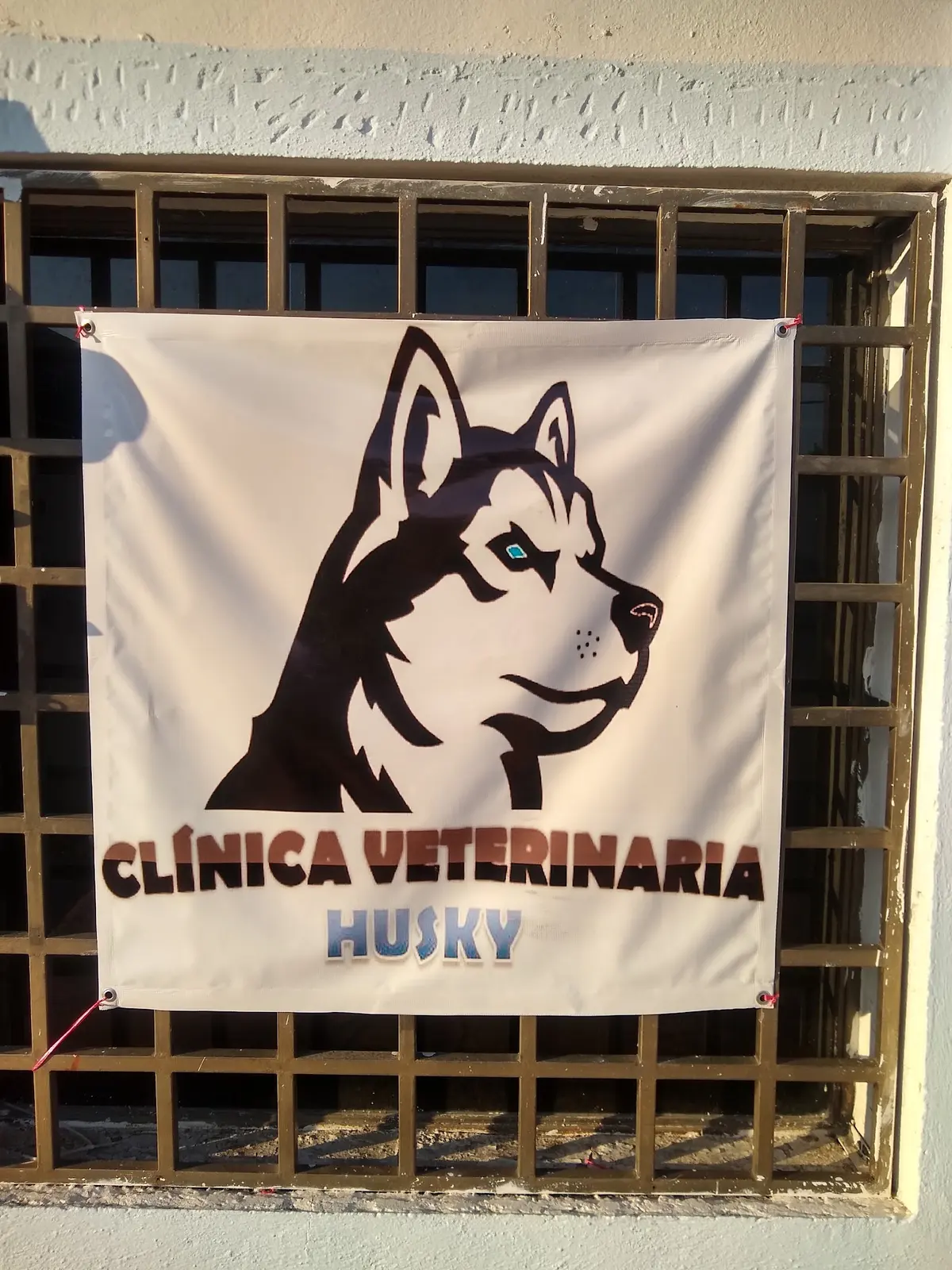 Veterinaria Husky — foto 2 de 3