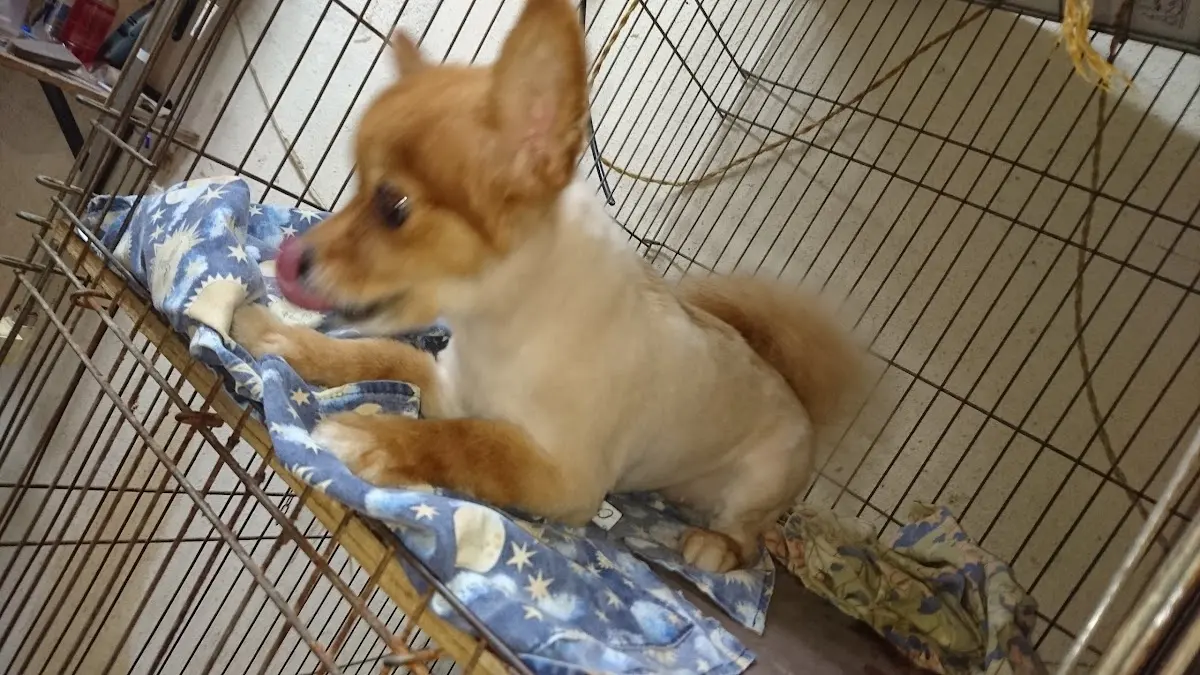 Clínica Veterinaria Cachorros