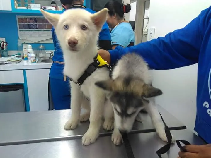 Clínica Veterinaria Hinojosa