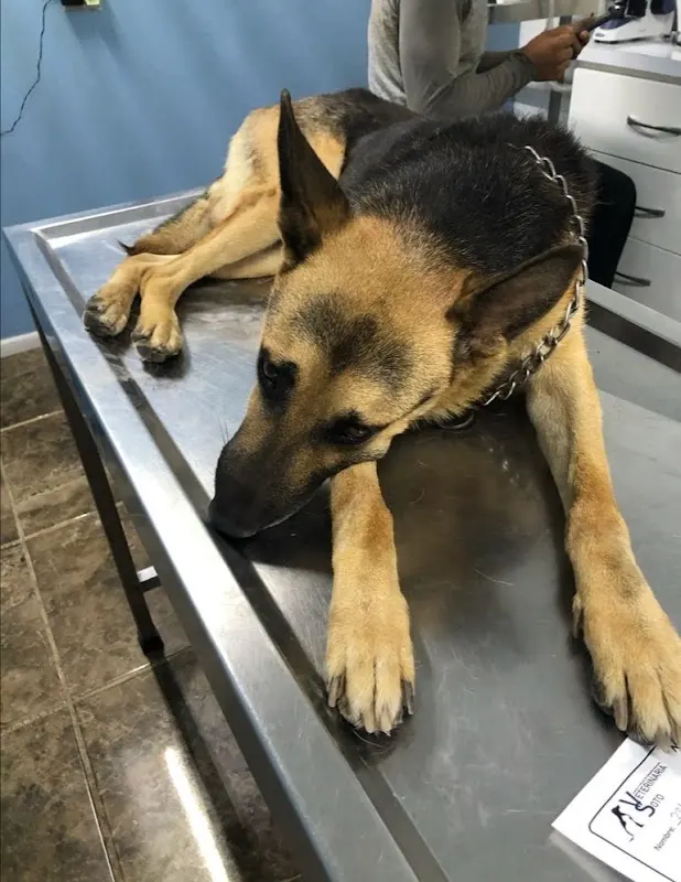 Clínica veterinaria soto