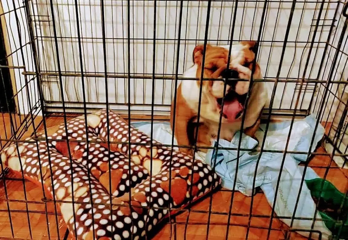 Pet-Home Veterinaria