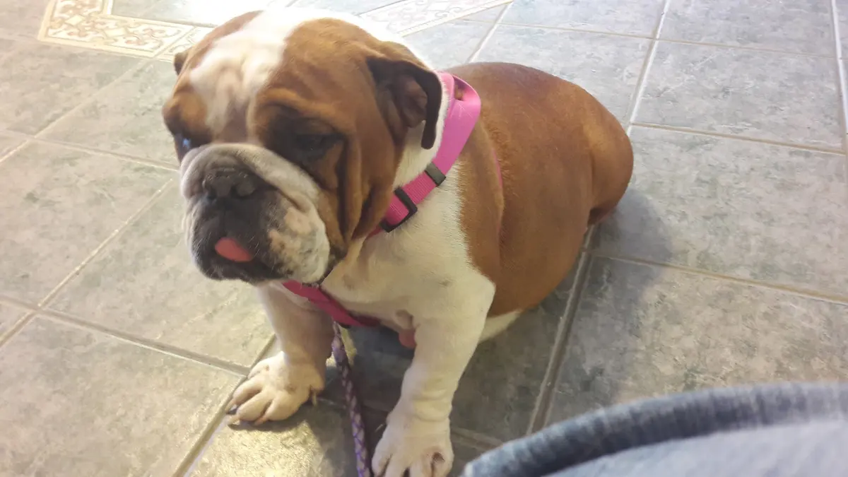 Clínica Veterinaria , Estetica y Boutique para mascotas " El Danés”.