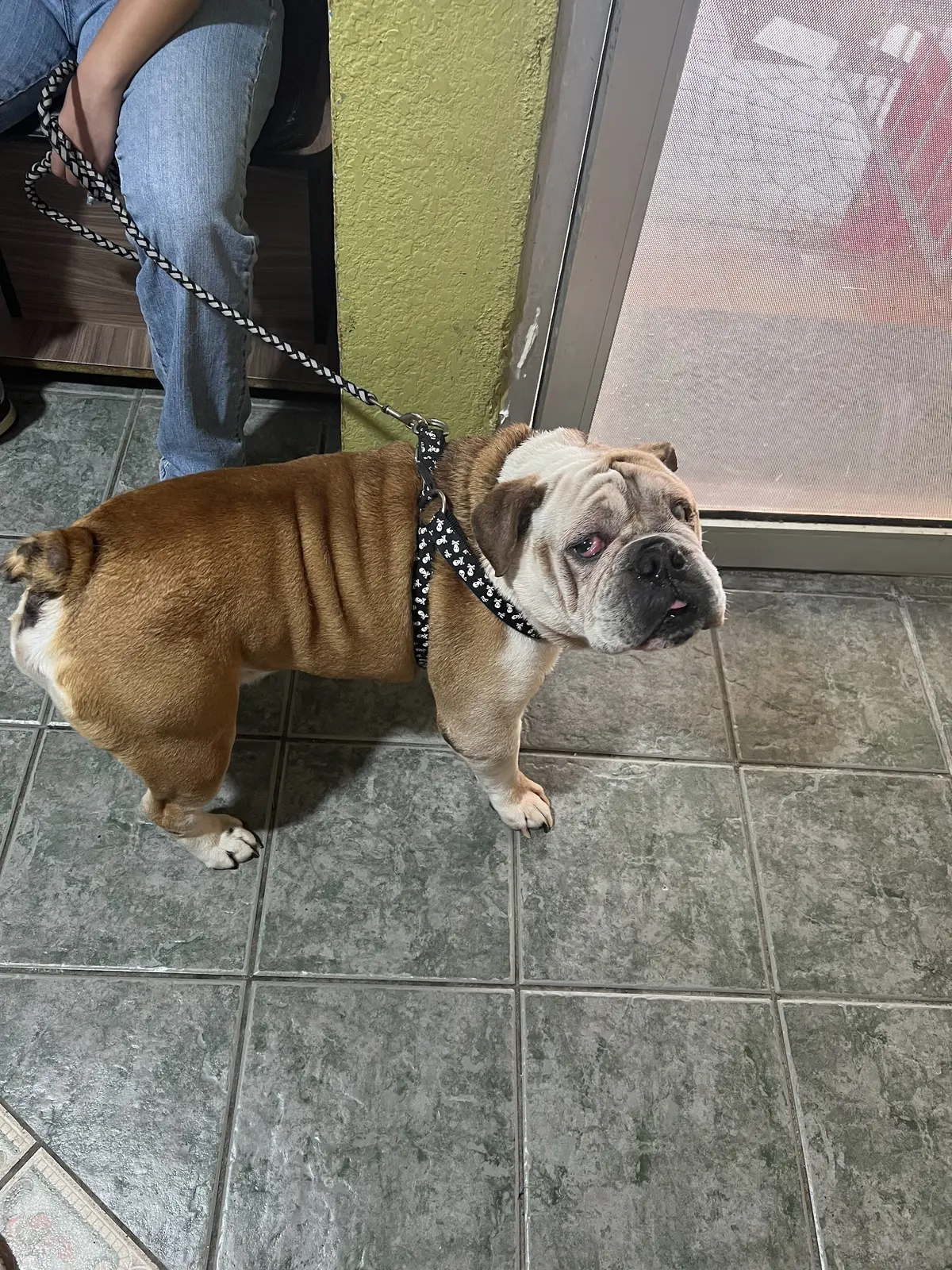 Clínica Veterinaria , Estetica y Boutique para mascotas " El Danés”. — foto 3 de 3
