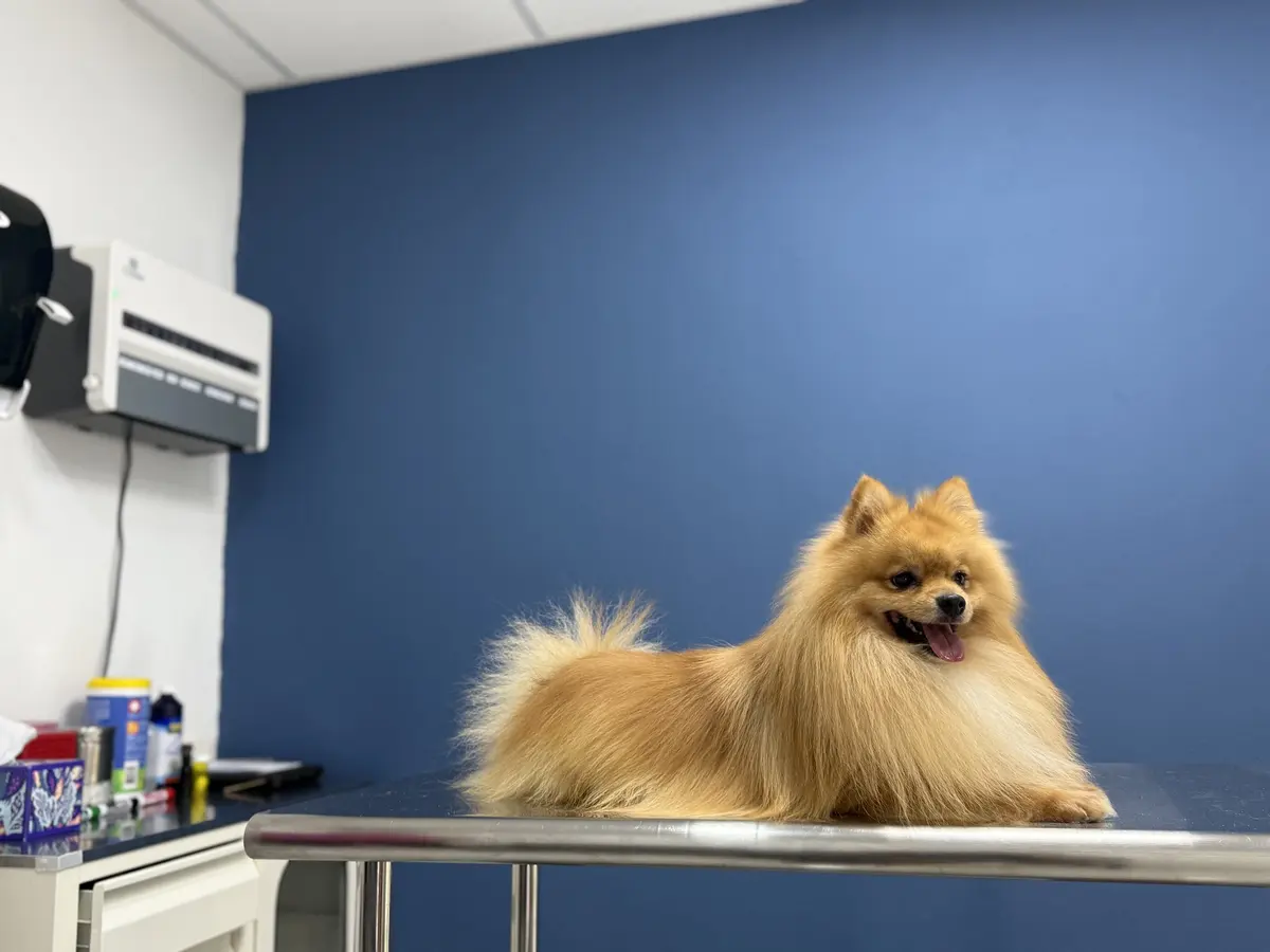 Clínica veterinaria San Francisco