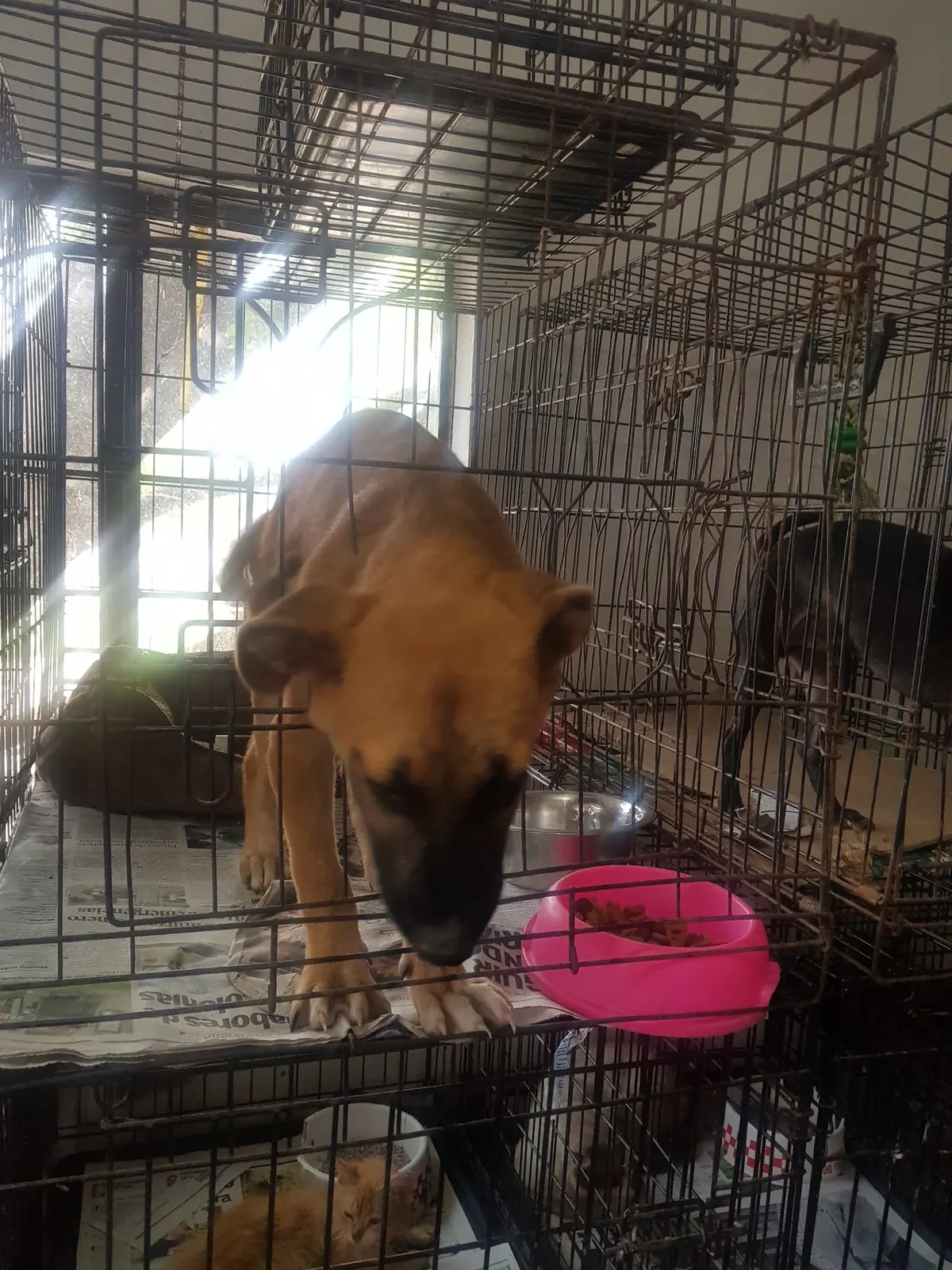 Mundo Animal Reynosa