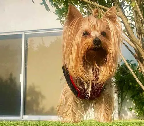 Matus Clinica Hospital Para Mascotas