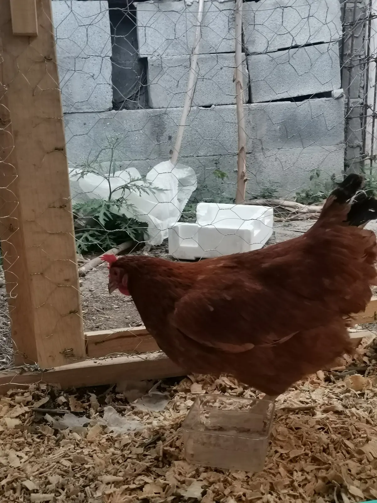 Veterinaria y forrajera López — foto 2 de 3
