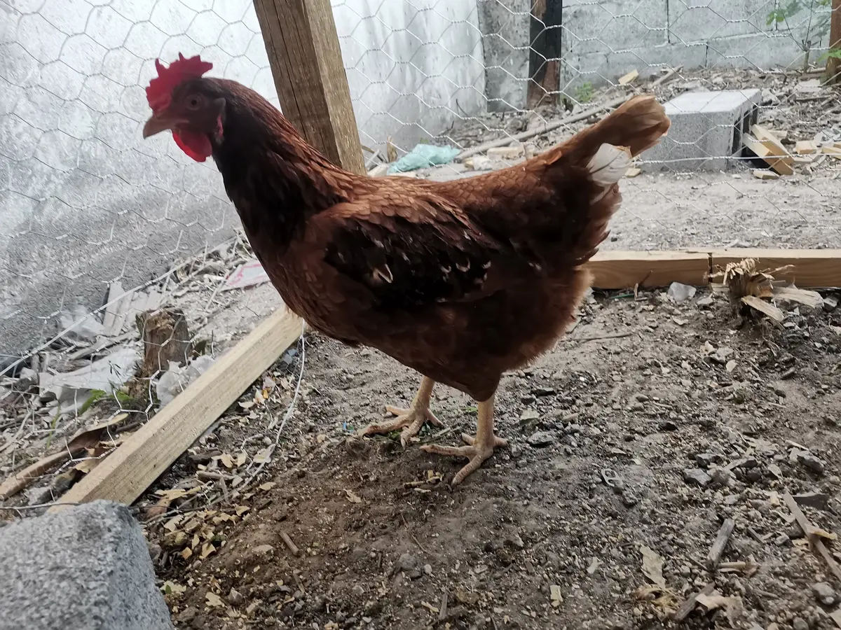 Veterinaria y forrajera López