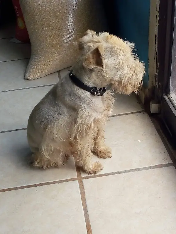 Veterinaria El gallito