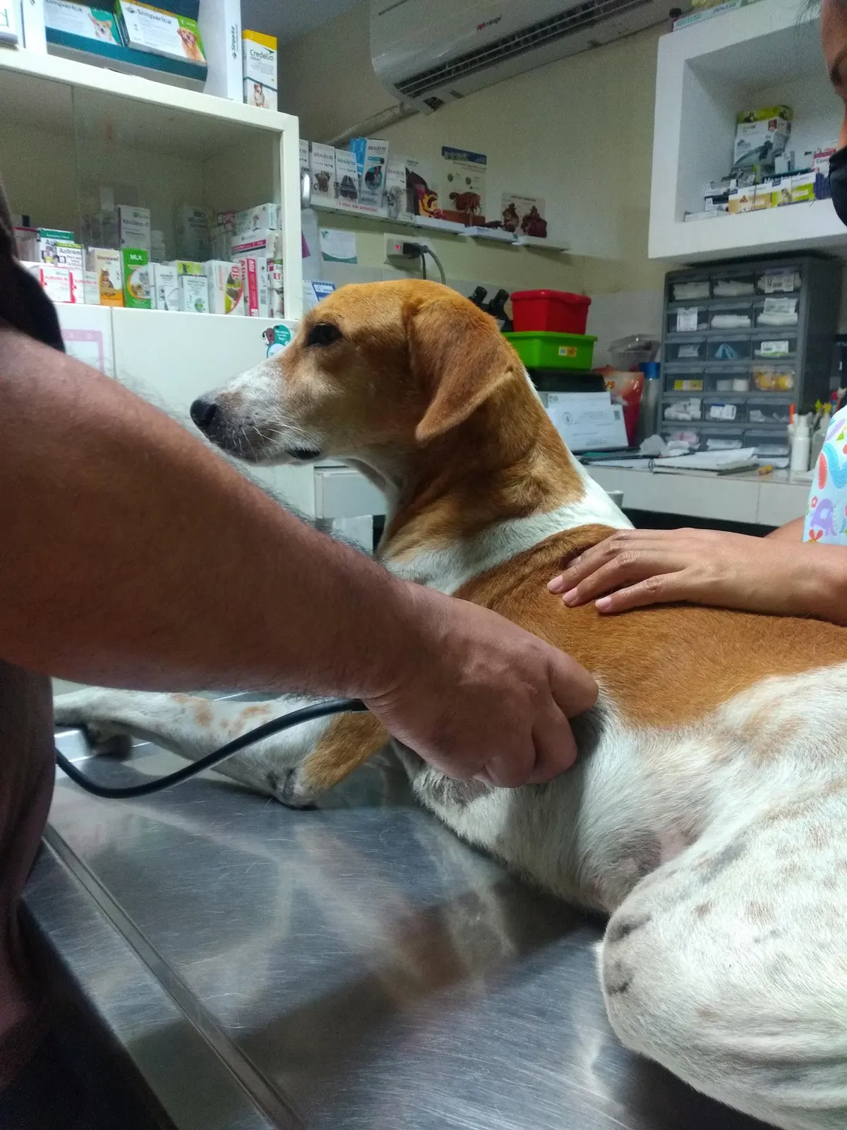 Doc&Dog Clínica Veterinaria — foto 3 de 3