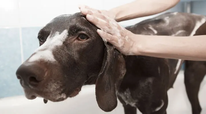 Farmacia Veterinaria La Jeringa