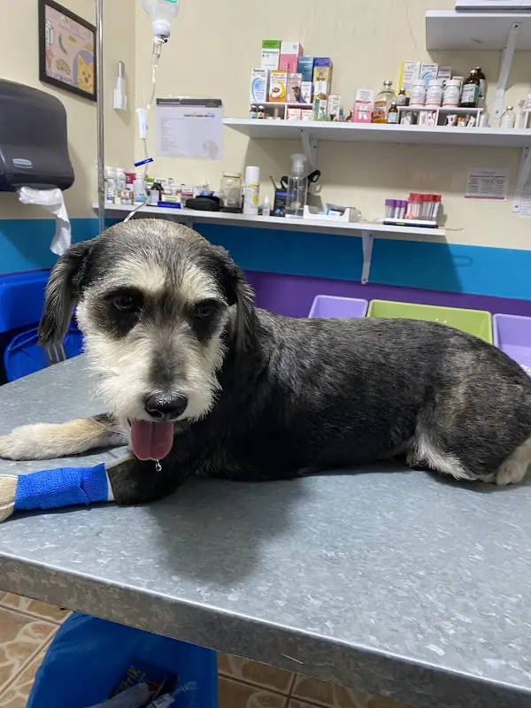 Hospital Veterinario Sexta Mascota