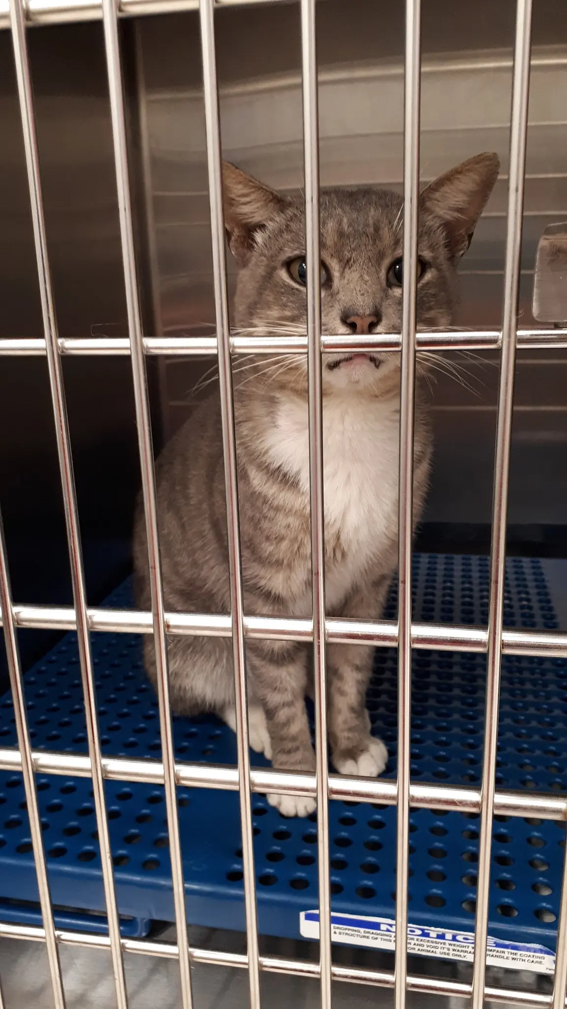 Hospital Veterinario - Suc. Petco