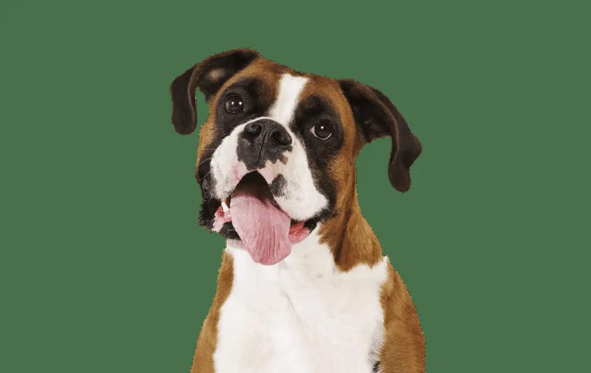 San Luis Veterinary Hospital