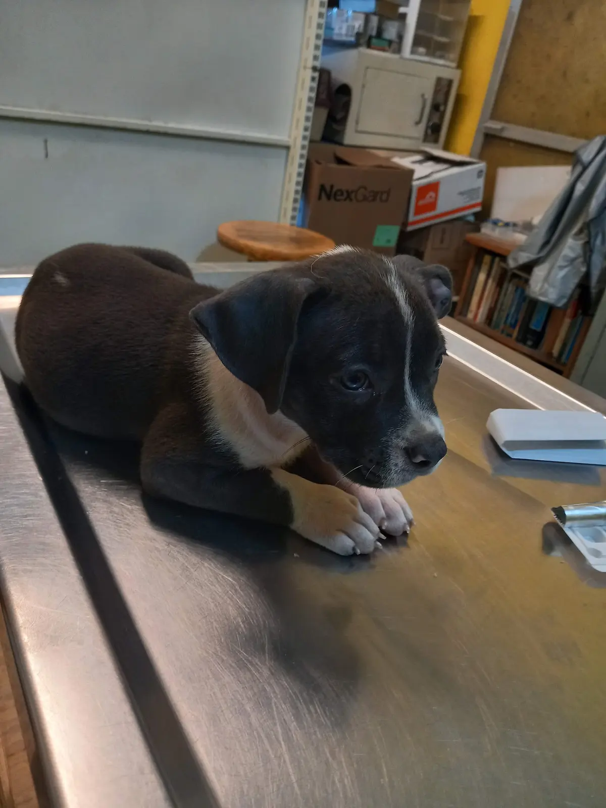 Veterinaria Colinas — foto 3 de 3