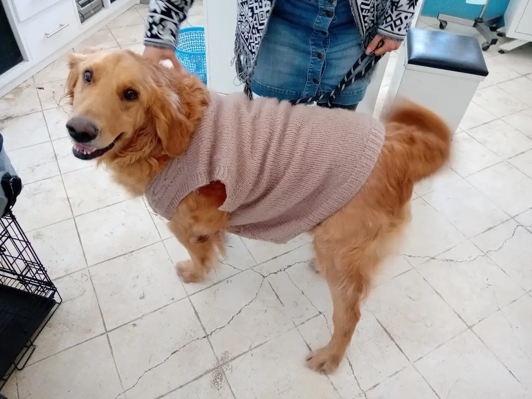 Gutpet Clinica Veterinaria
