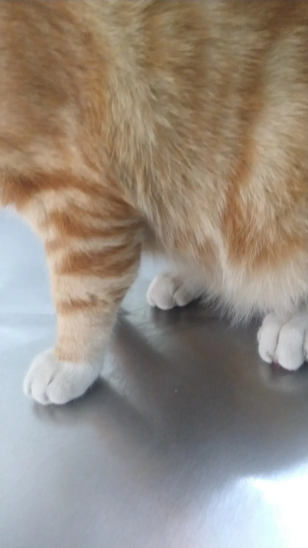 CLÍNICA VETERINARIA DE ESPECIALIDADES HUAMANTLA