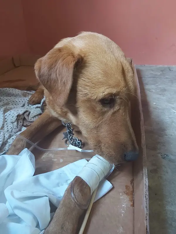 Veterinaria Xochipiltecatl