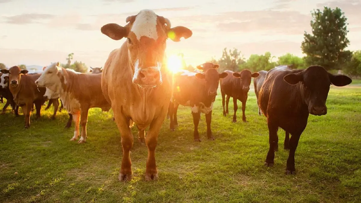 DISTRIBUIDORA VETERINARIA EL ARRIERO