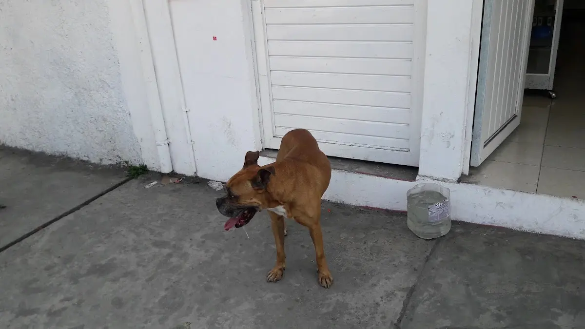 Centro Integral Veterinario Coatepec — foto 3 de 3