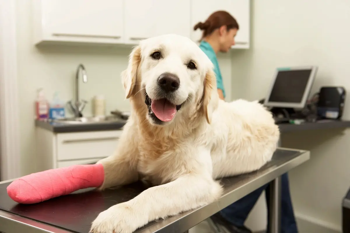 ZooVida, Clínica Veterinaria