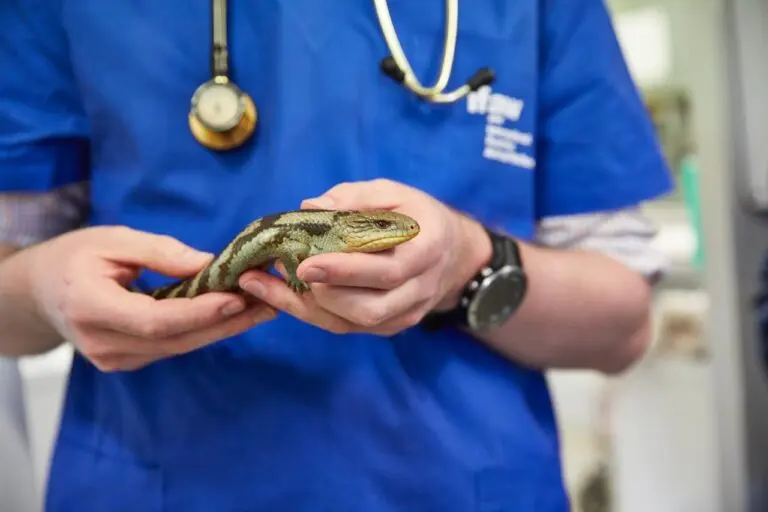 Clínica De Mascotas Veterinaria el Buen Pastor