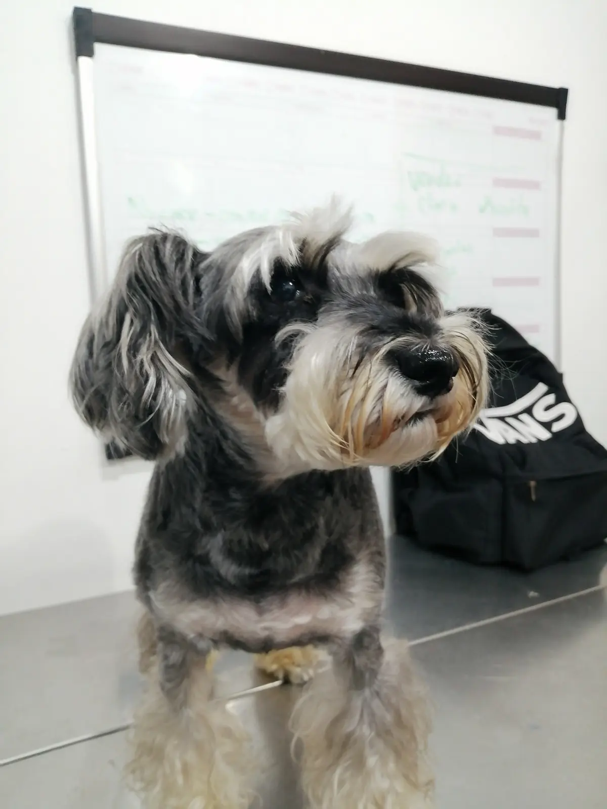 Clínica Veterinaria Huellitas