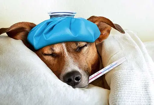 Clinica Veterinaria