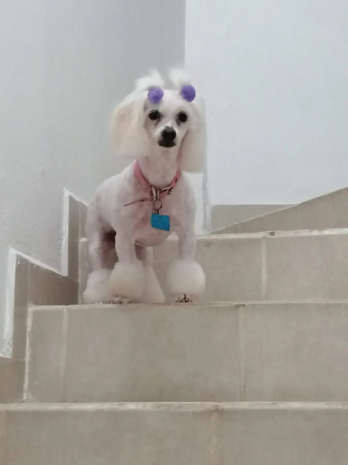 Pets Salud — foto 3 de 3