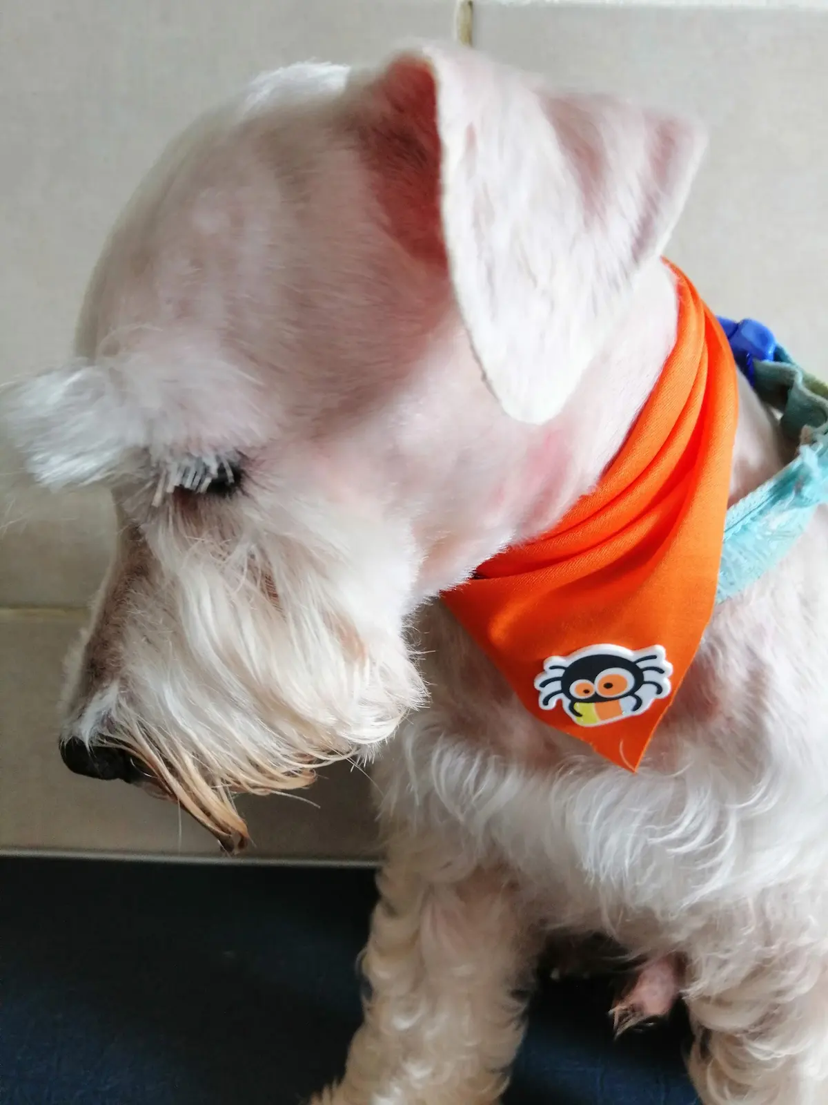 Pets Salud — foto 2 de 3